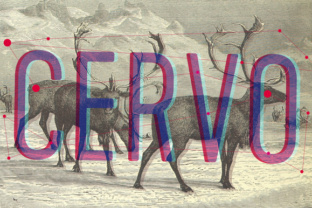 Cervo Typeface: A Modern Sans Serif for Digital Branding